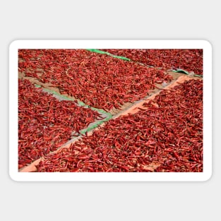 Drying red chili in Myanmar. Magnet